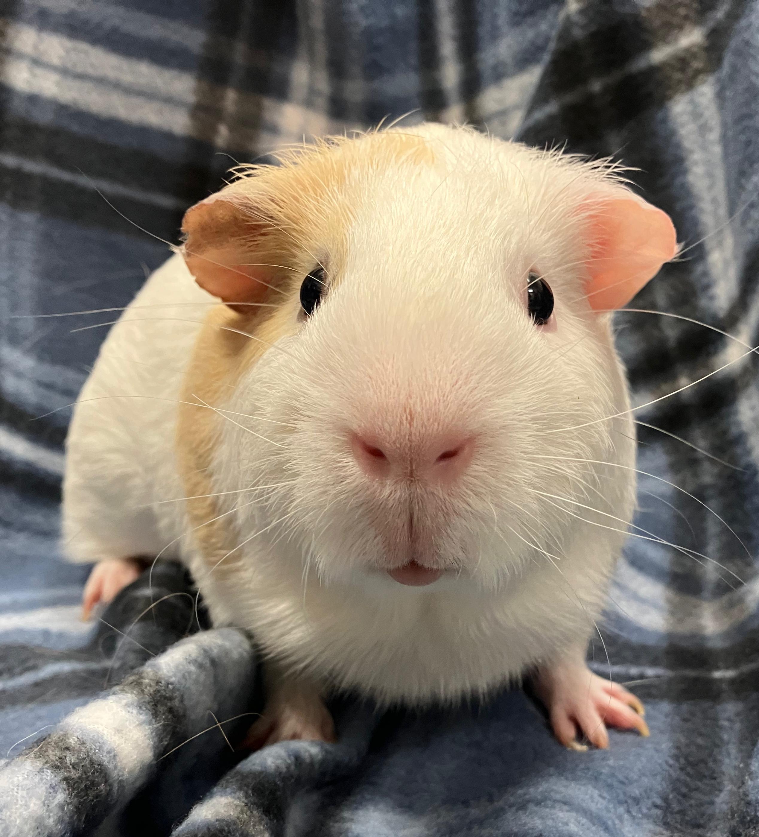 Enlarge Axel & Ace, an adopted Guinea Pig in Oshkosh, WI image 5/6