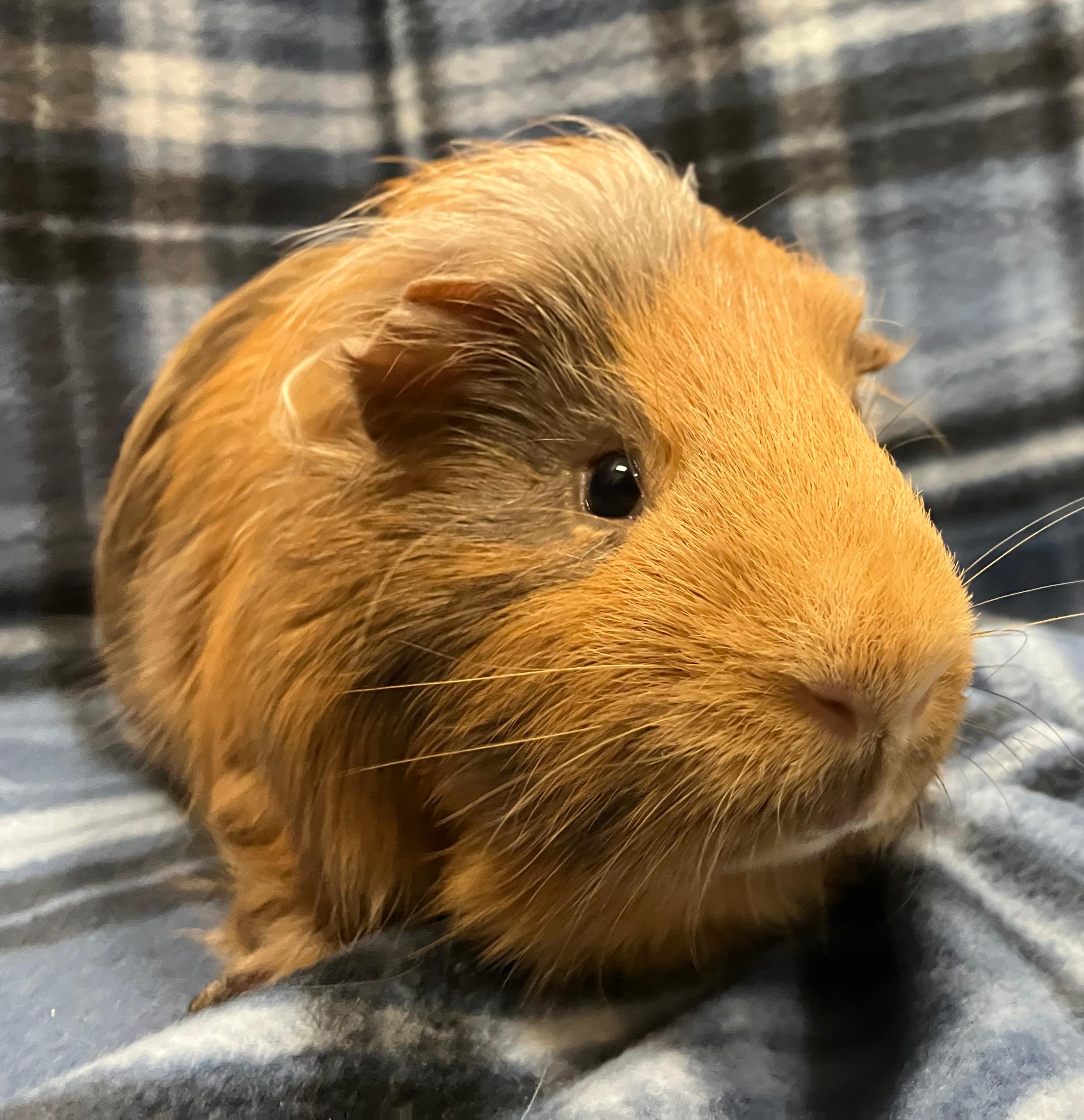 Enlarge Axel & Ace, an adopted Guinea Pig in Oshkosh, WI image 4/6