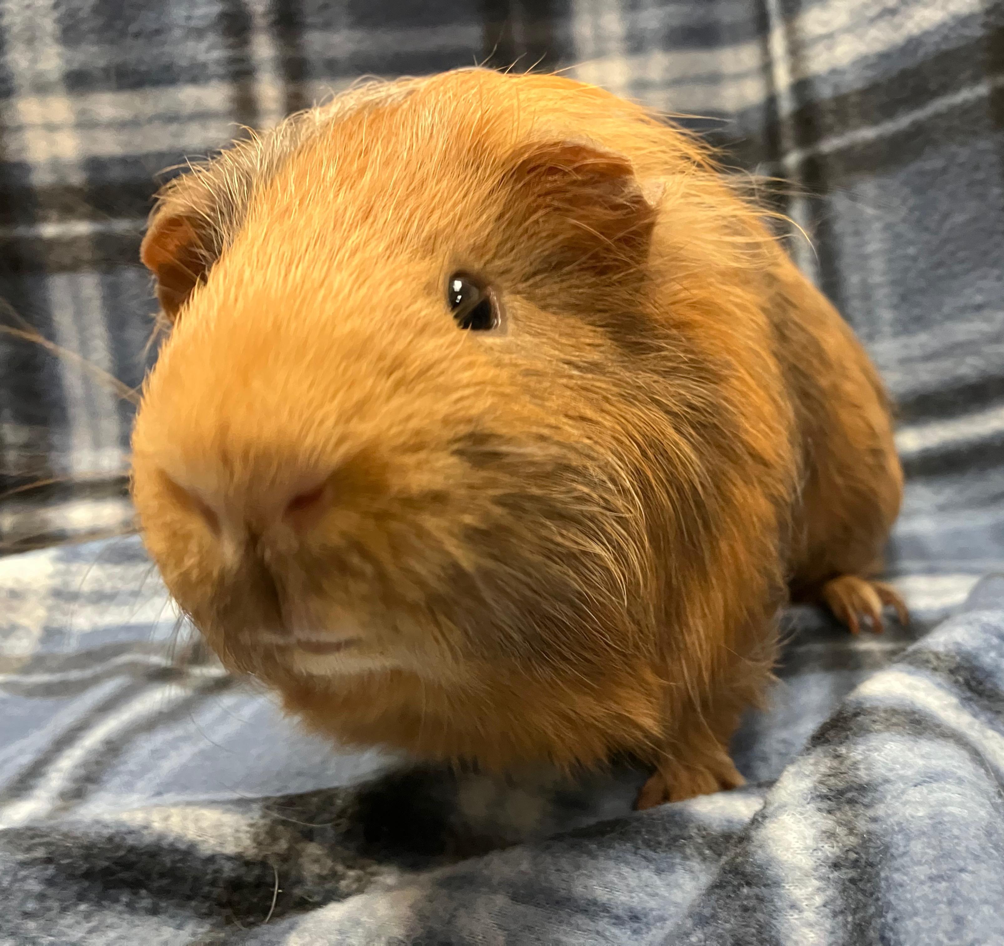 Enlarge Axel & Ace, an adopted Guinea Pig in Oshkosh, WI image 3/6