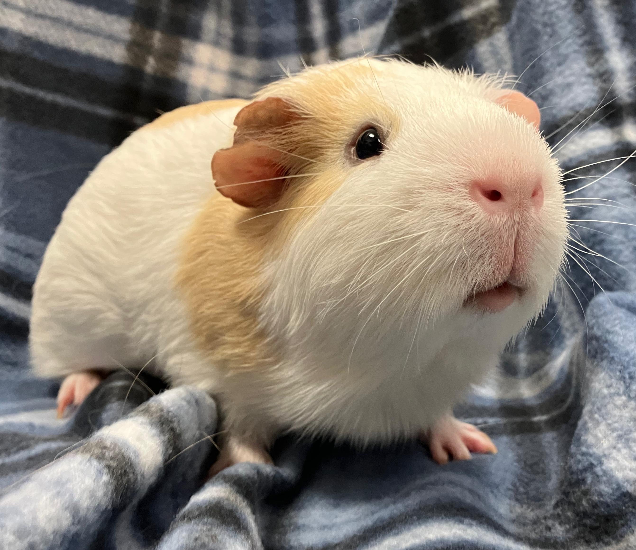 Enlarge Axel & Ace, an adopted Guinea Pig in Oshkosh, WI image 6/6
