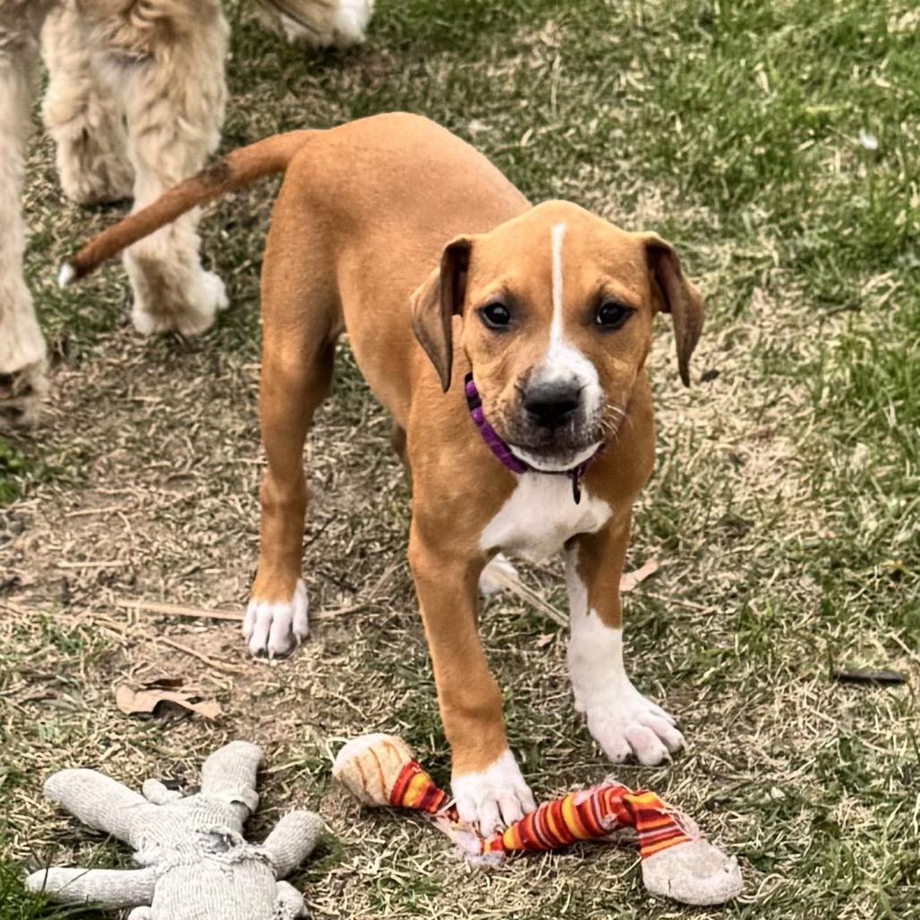 Enlarge Dahlia, a Adoptable mixed breed in Annapolis, MD image 2/6