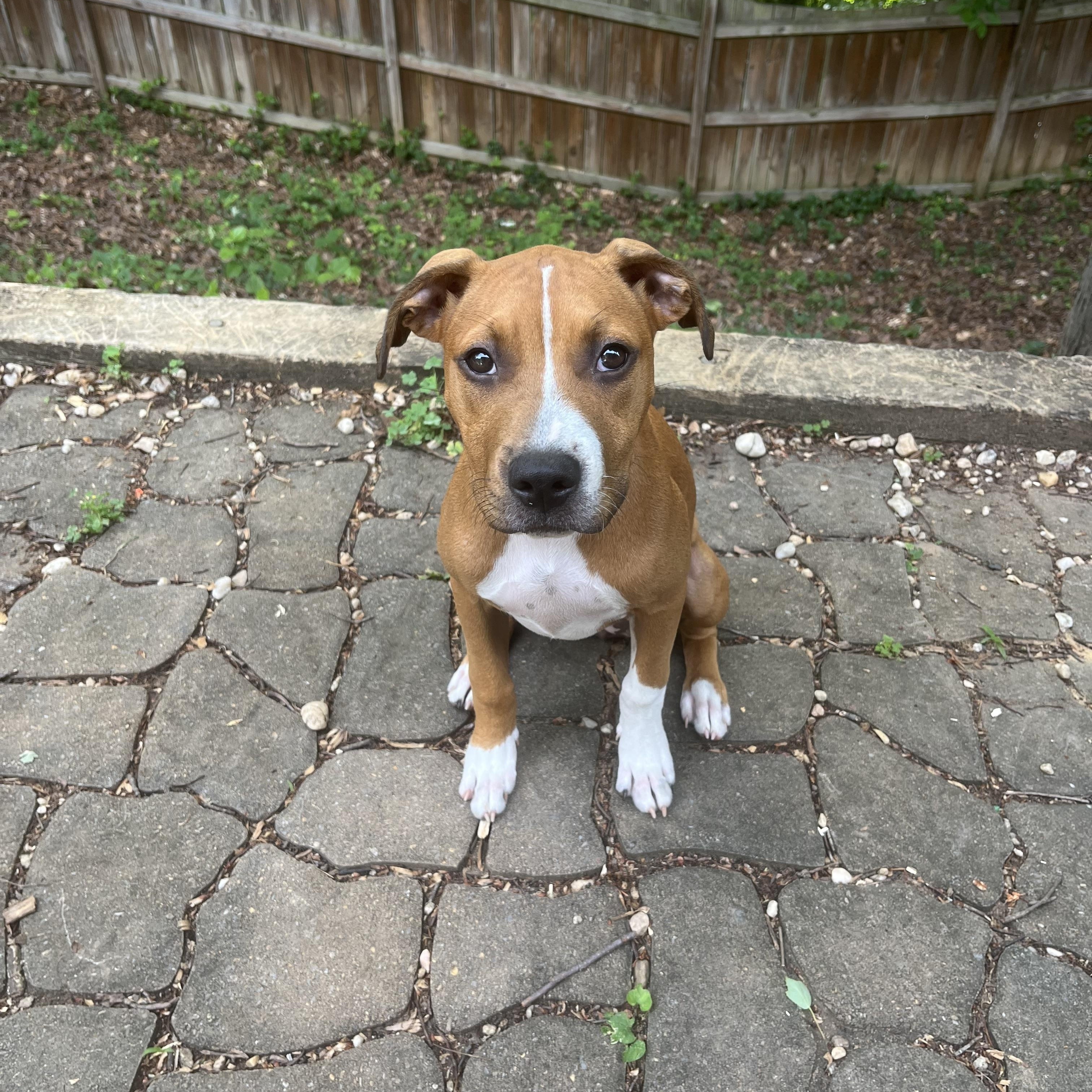 Enlarge Dahlia, a Adoptable mixed breed in Annapolis, MD image 2/6