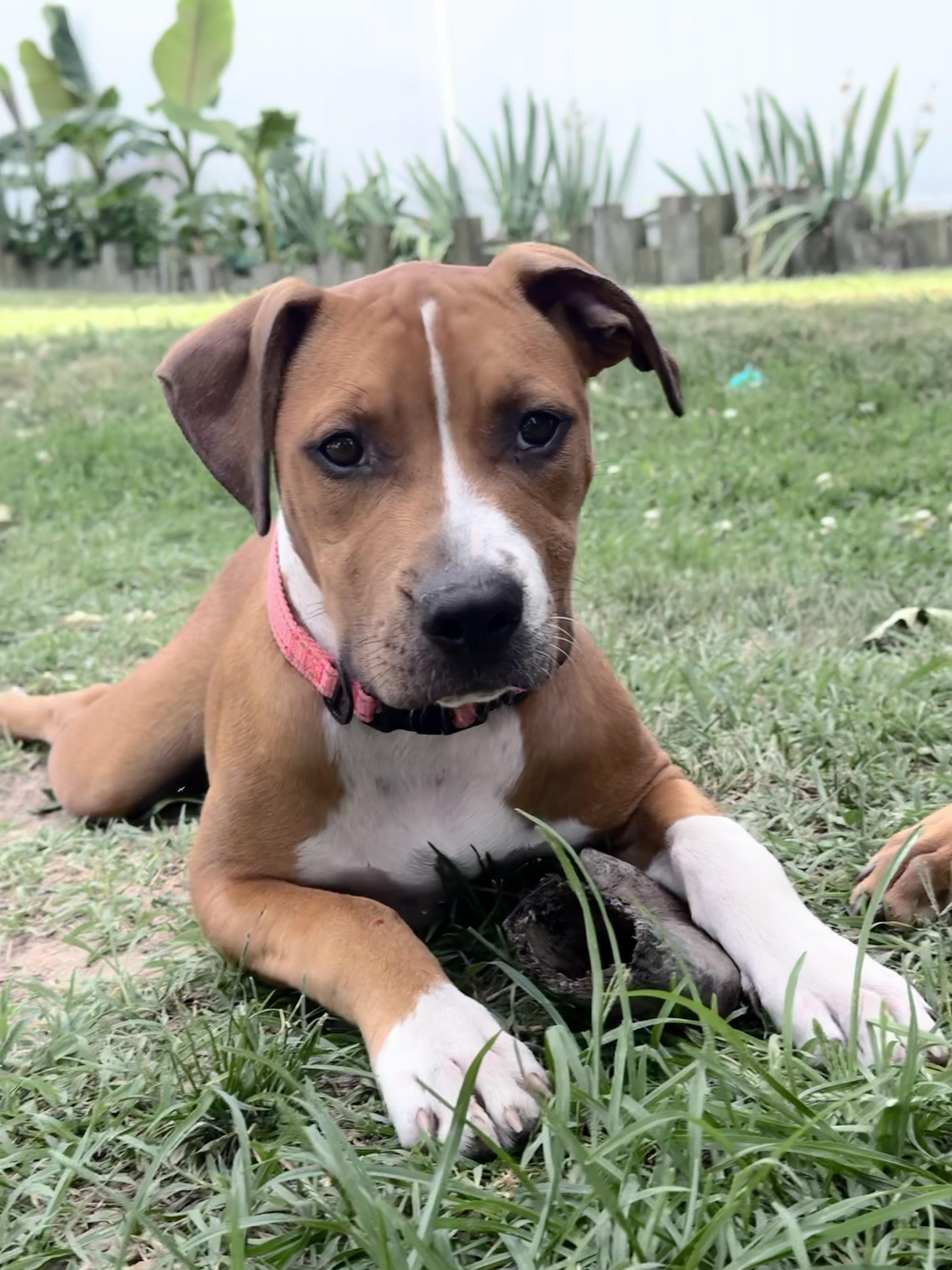 Enlarge Dahlia, a Adoptable mixed breed in Annapolis, MD image 6/6