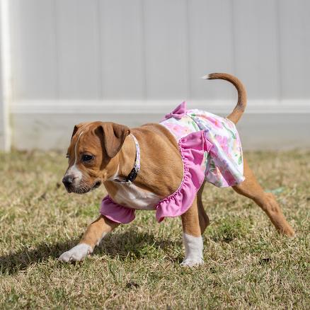 Enlarge Dahlia, a Adoptable mixed breed in Pasadena, MD image 5/6