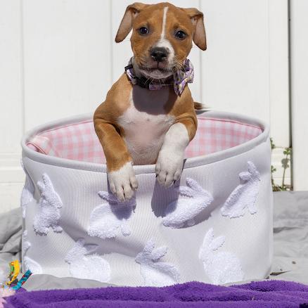 Enlarge Dahlia, a Adoptable mixed breed in Pasadena, MD image 4/6