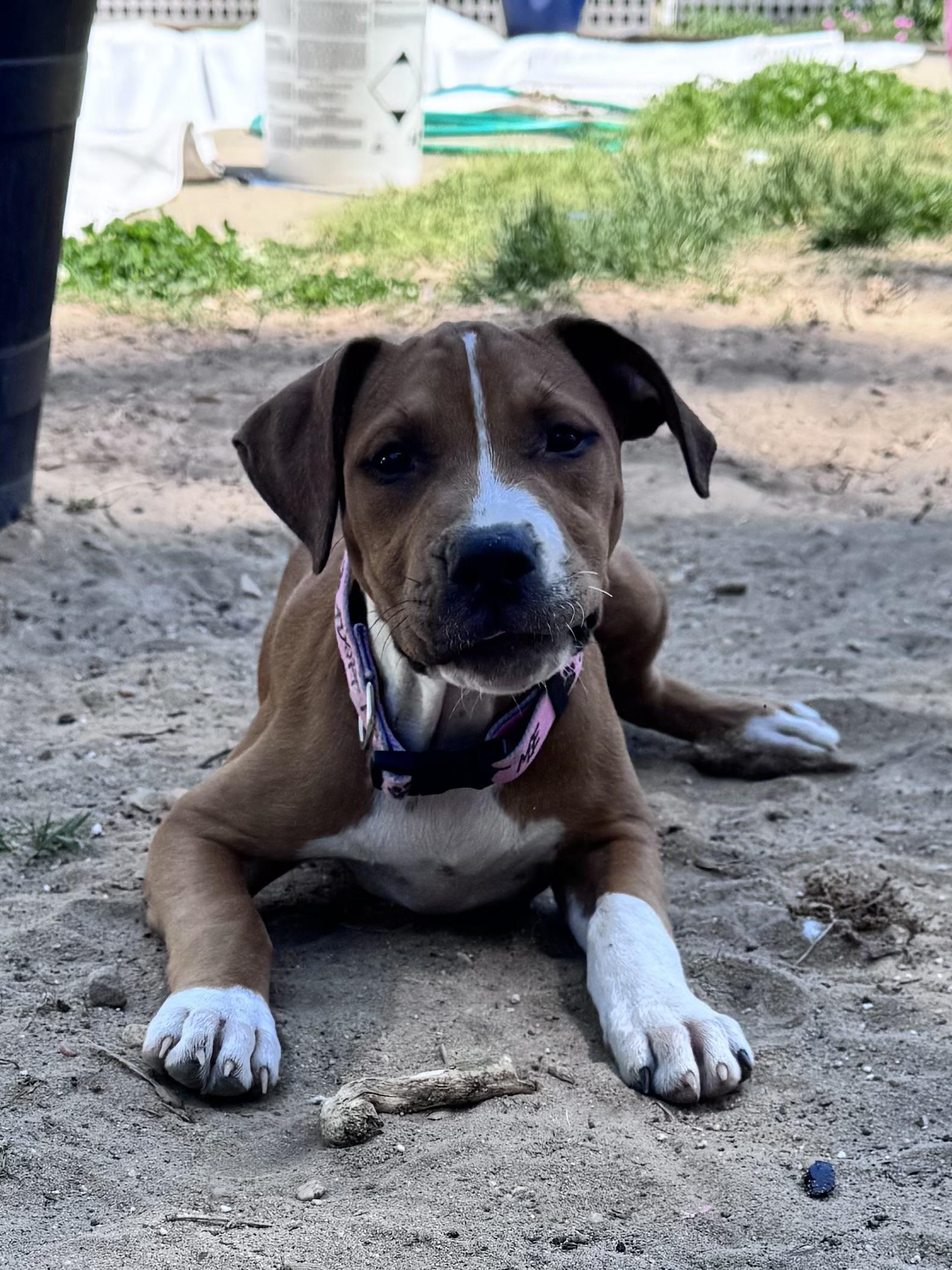 Enlarge Dahlia, a Adoptable mixed breed in Columbia, MD image 6/6