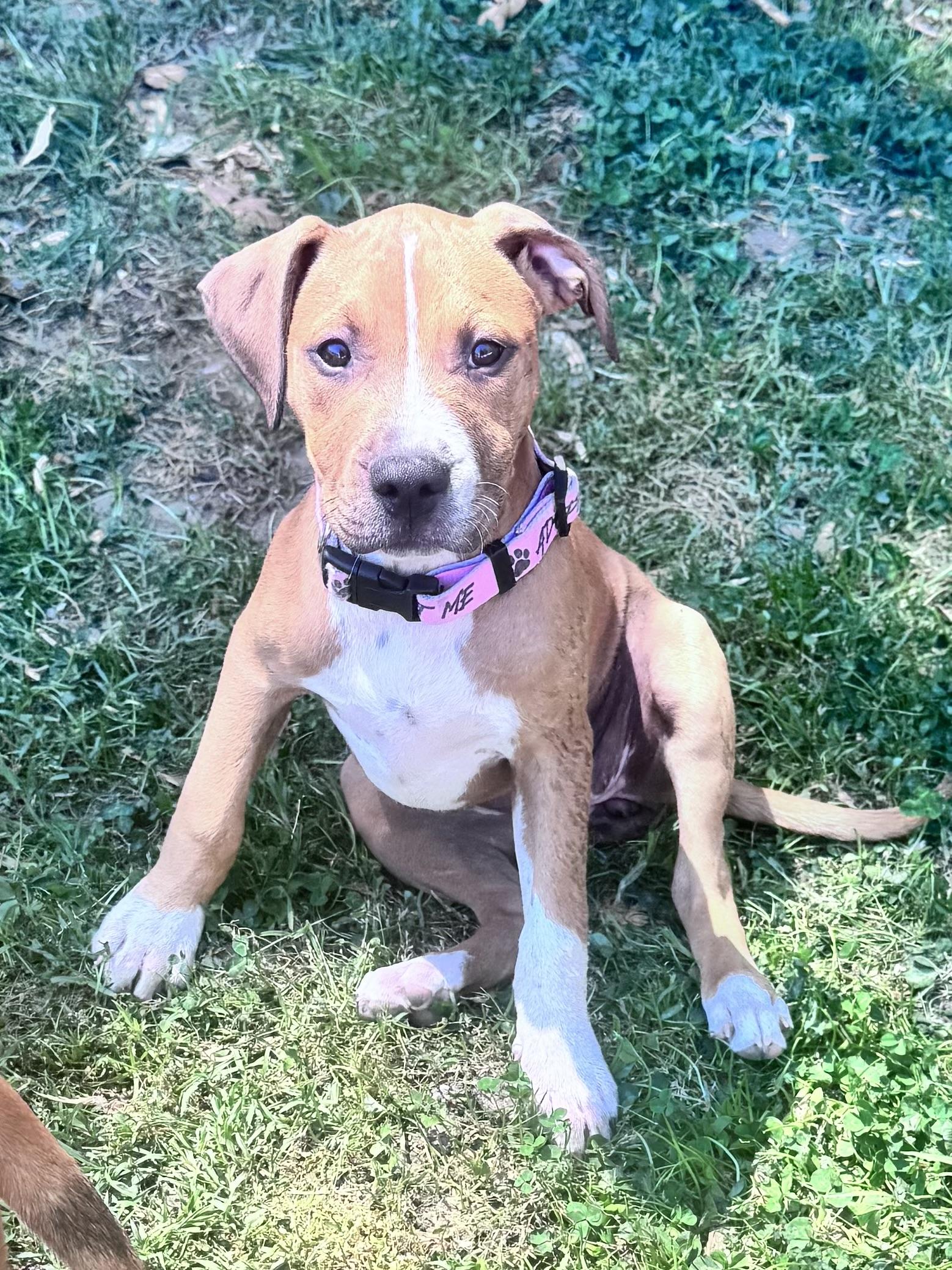 Dahlia, Adoptable, Puppy Female Pit Bull Terrier & Mixed Breed.