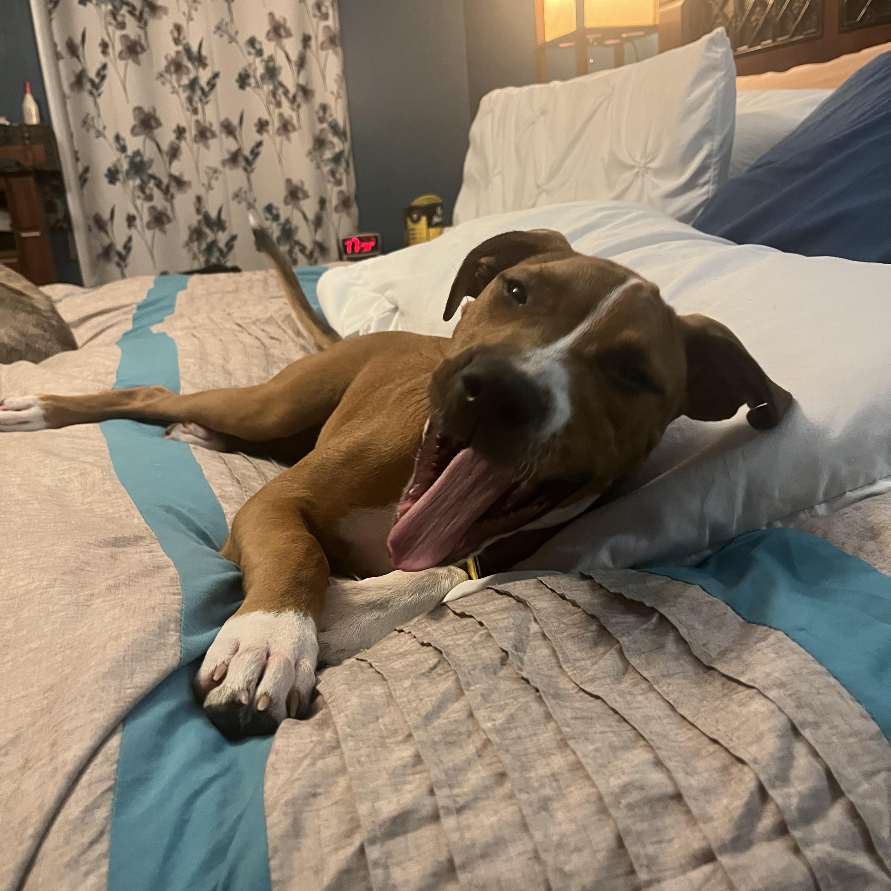 Enlarge Dahlia, a Adoptable mixed breed in Annapolis, MD image 4/6