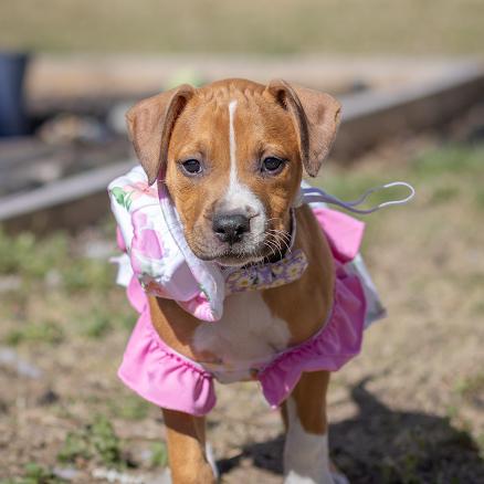 Dahlia, Adoptable, Puppy Female Pit Bull Terrier & Mixed Breed.