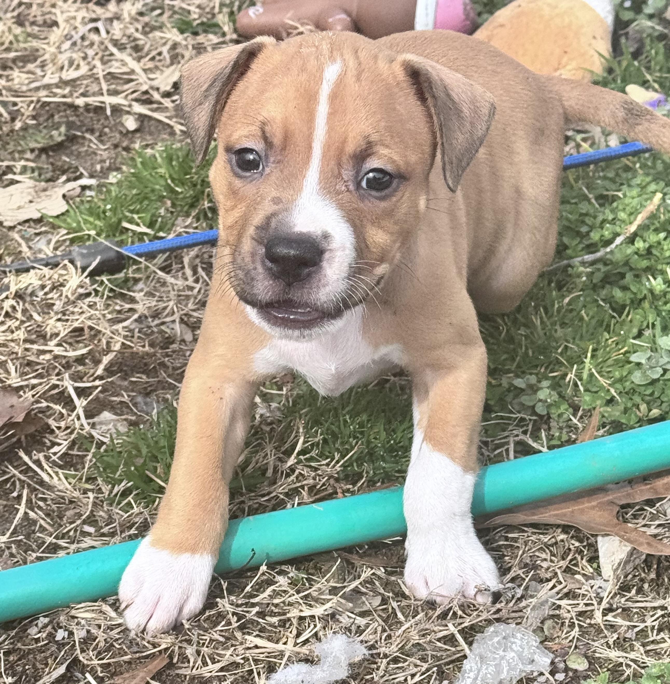 Enlarge Dahlia, a Adoptable mixed breed in Pasadena, MD image 2/6