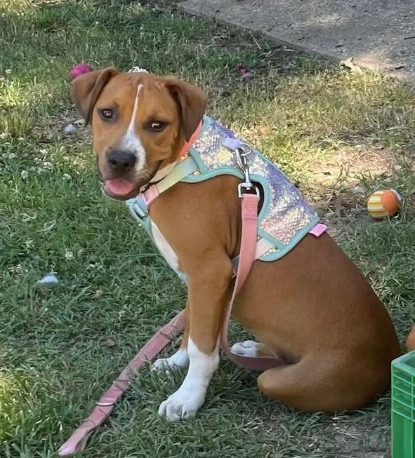 Dahlia, Adoptable, Young Female Pit Bull Terrier & Mixed Breed.