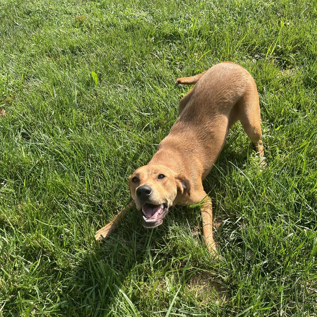 Enlarge Elise, a Adopted mixed breed in Kansas City, KS image 2/3