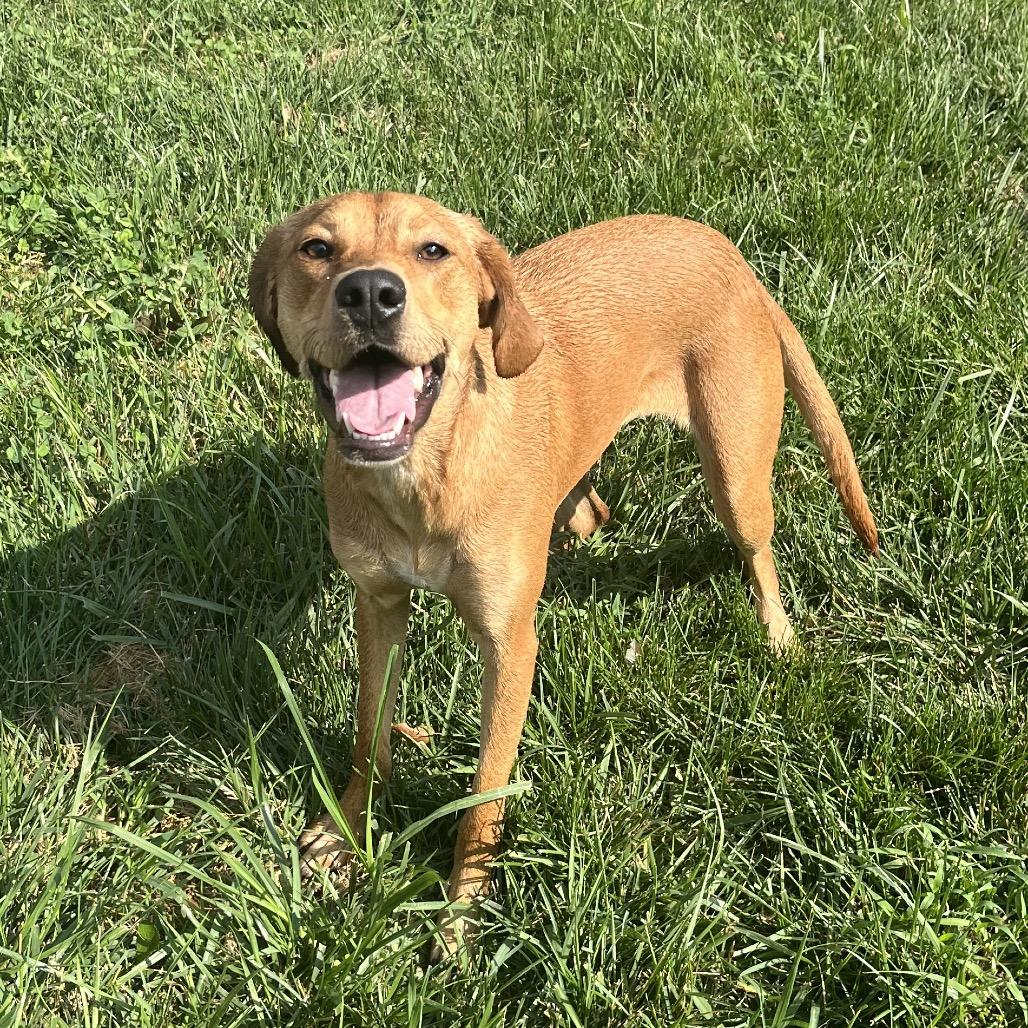 Elise, Adopted, Adult Female Hound.