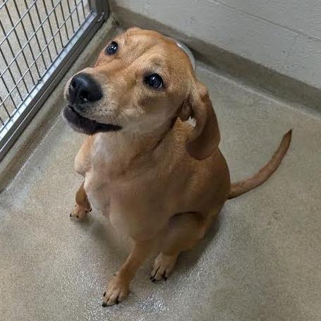 Enlarge Elise, a Adopted mixed breed in Kansas City, KS image 3/3