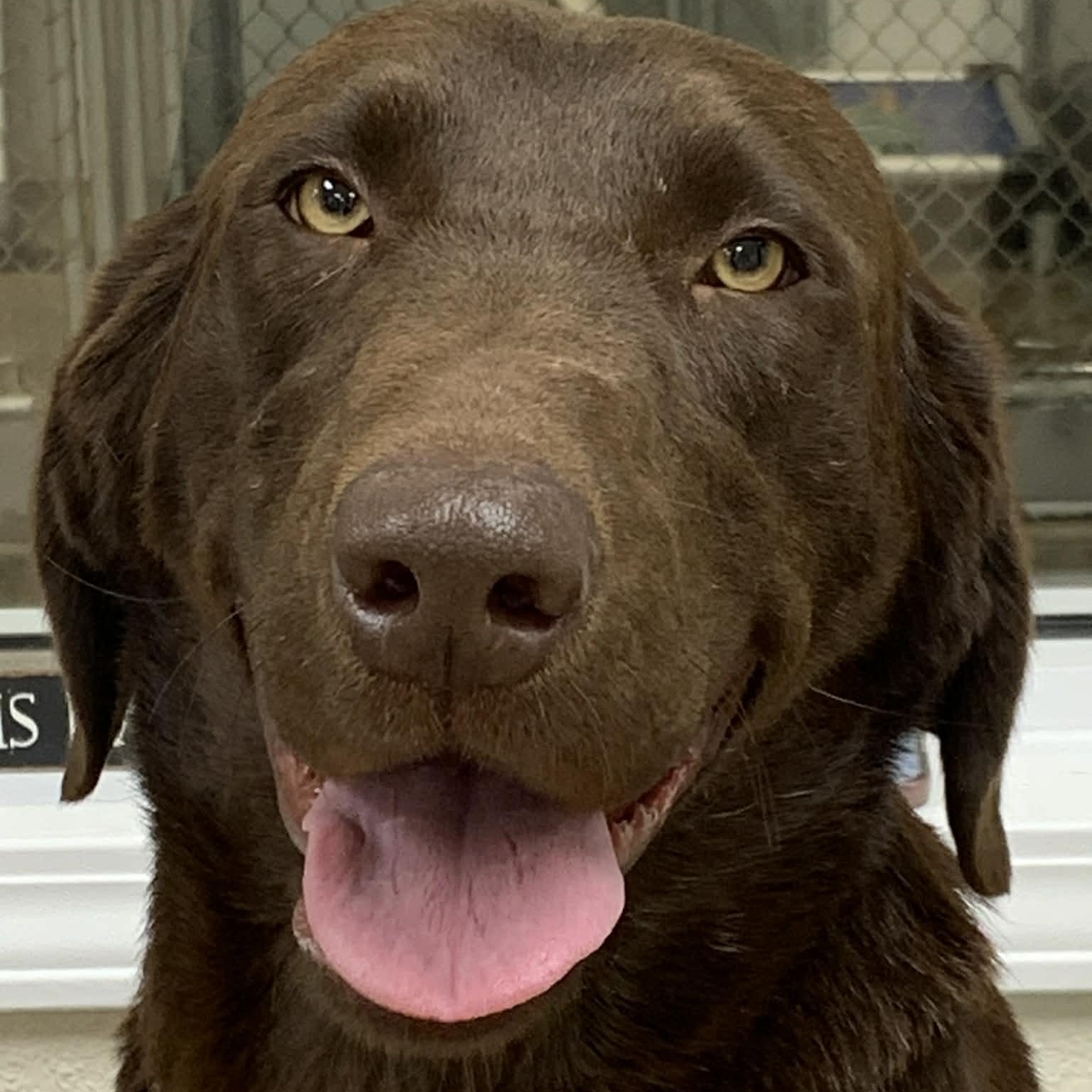 Twix, adopted, Adult Female Chocolate Labrador Retriever.