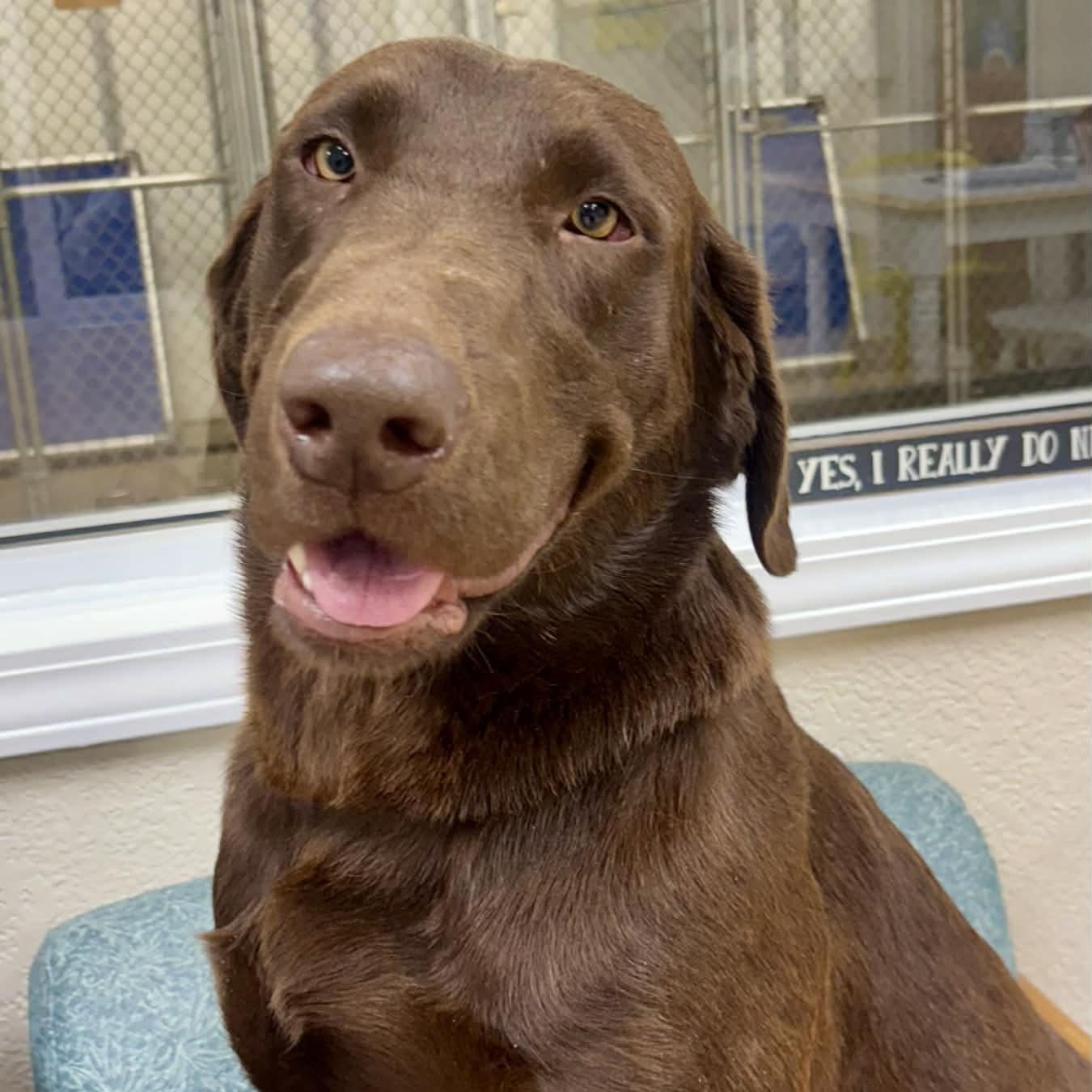 Twix, an adopted Chocolate Labrador Retriever in Rushville, IL image 2/2