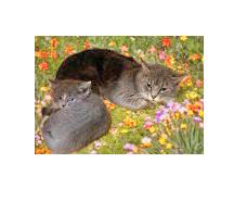 Wallflower thumbnail 3