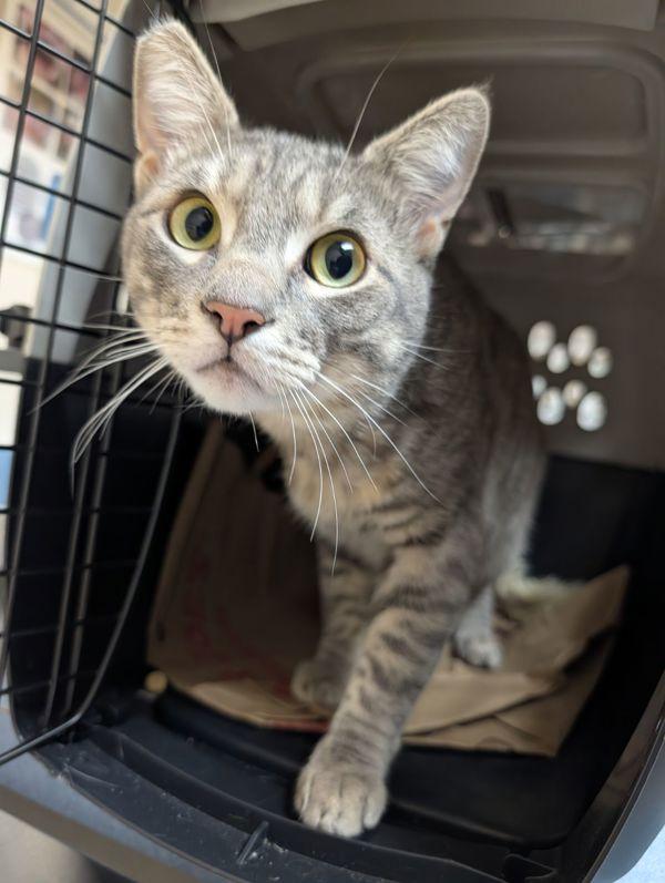 The Boy Upstairs, Adoptable, Young Male Domestic Short Hair.