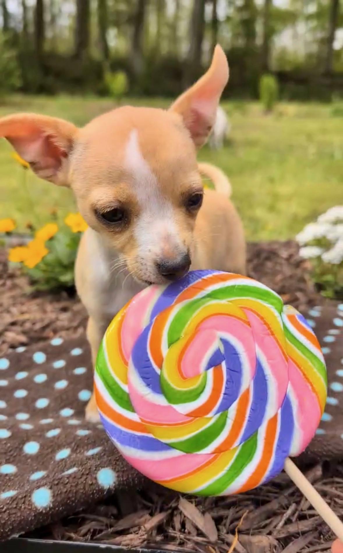 Enlarge MUSHROOM, an adopted Chihuahua in Waverly, TN image 1/5