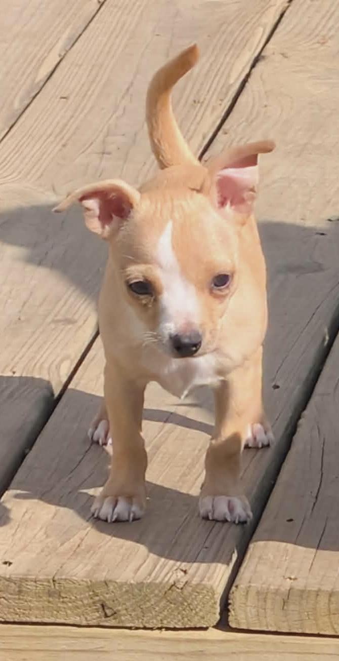 Enlarge MUSHROOM, an adopted Chihuahua in Waverly, TN image 4/5