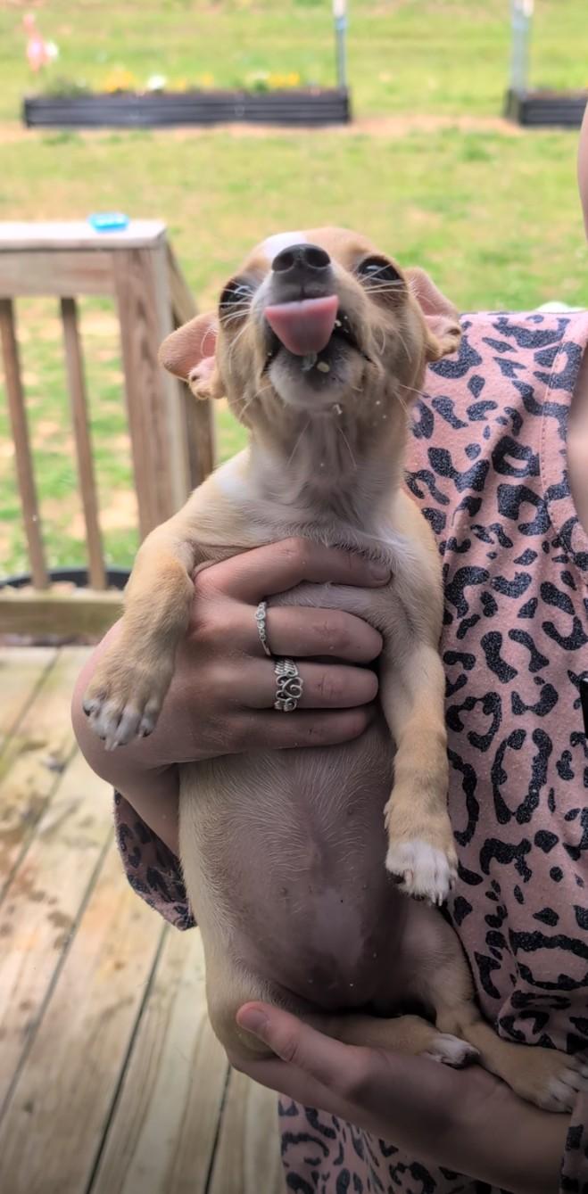 Enlarge MUSHROOM, an adopted Chihuahua in Waverly, TN image 5/5