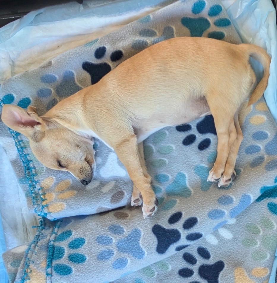 Enlarge MUSHROOM, an adopted Chihuahua in Waverly, TN image 3/5