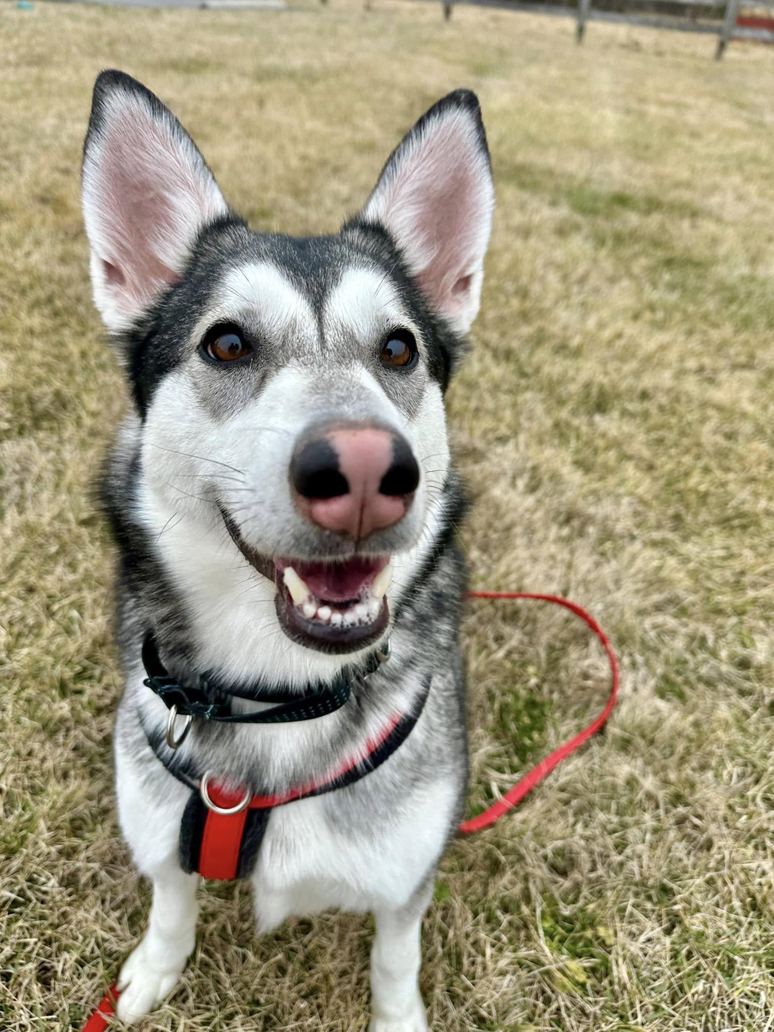 Violet, Adoptable, Young Female Husky & Alaskan Malamute.