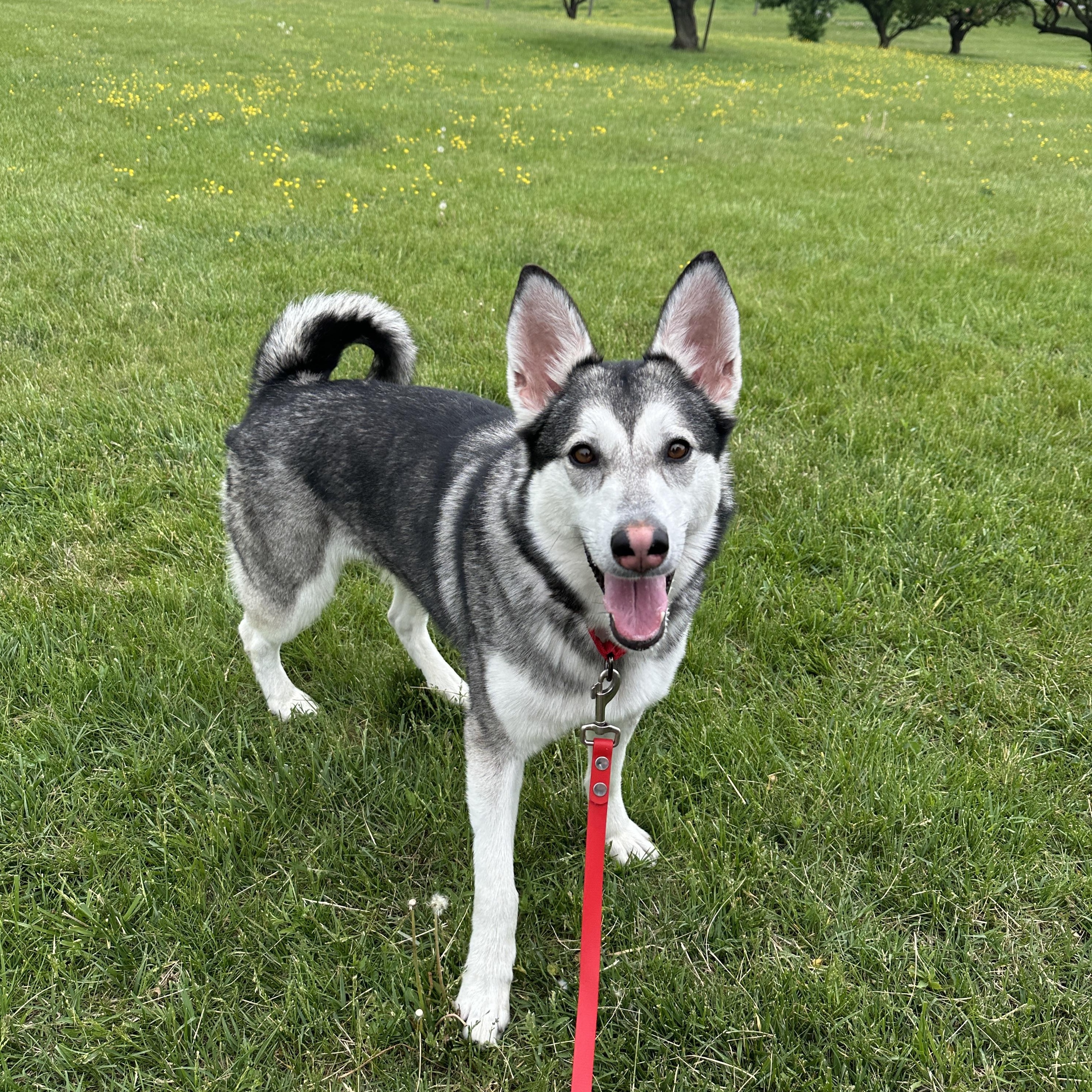 Violet