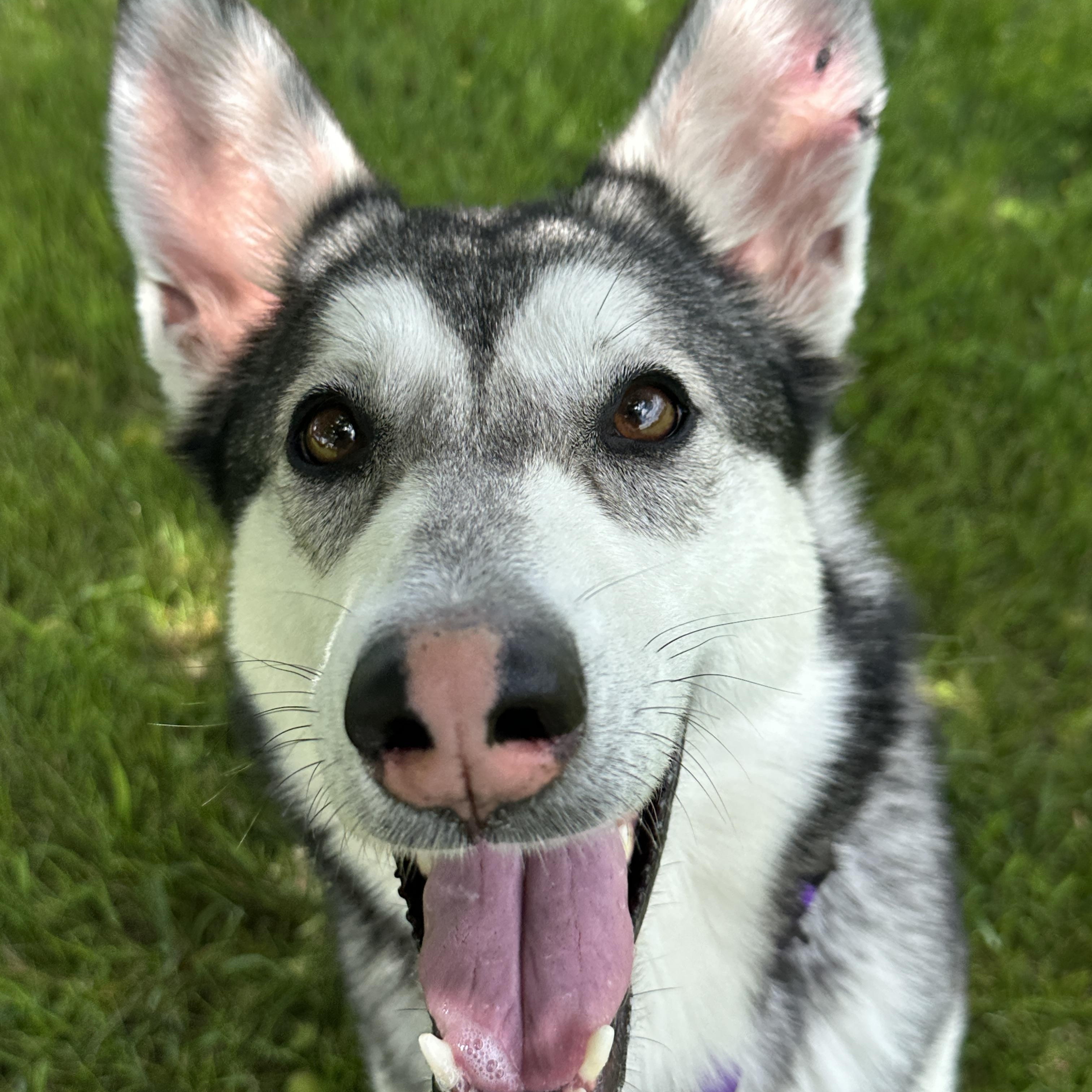 Violet 3