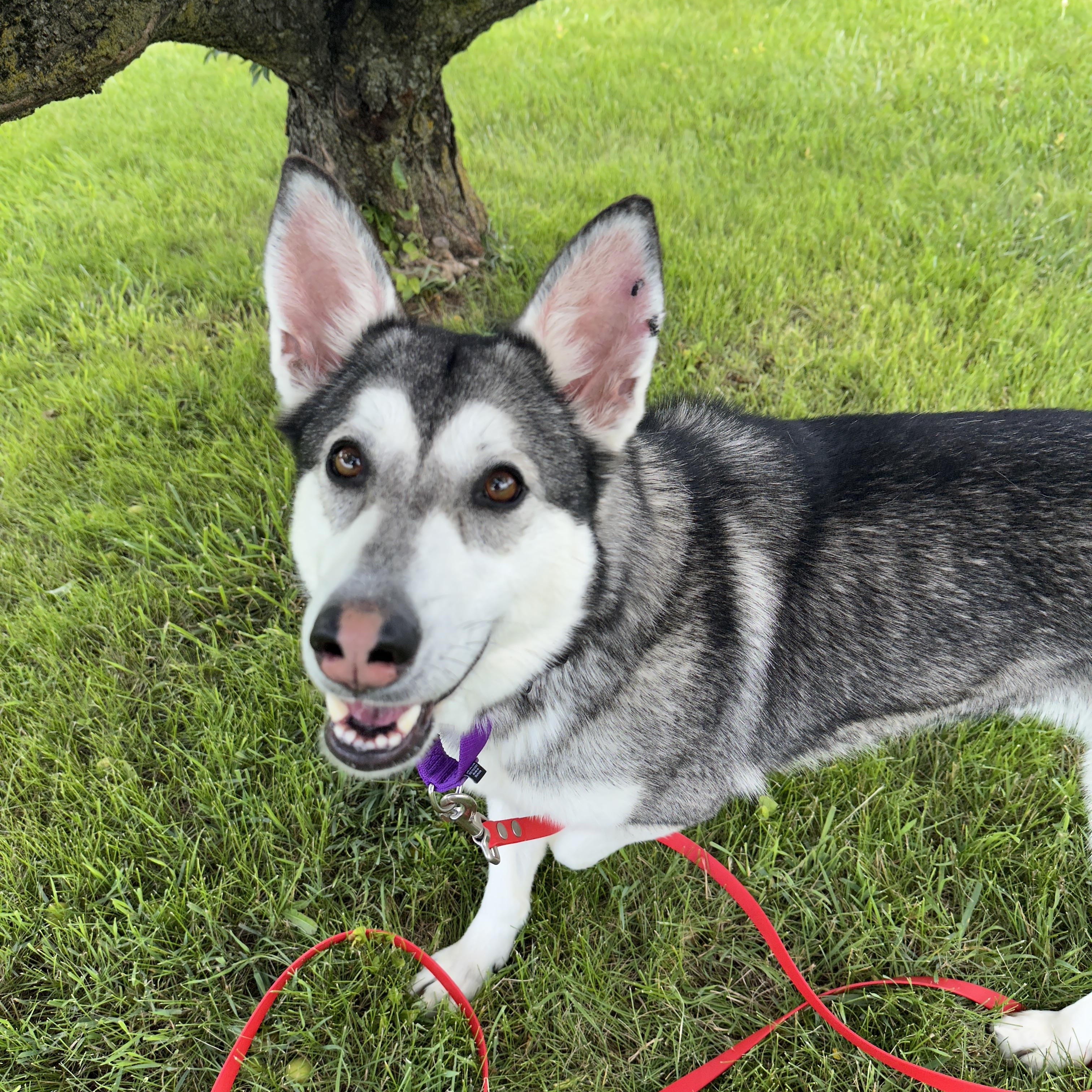 Violet, a Adoptable mixed breed in Gaithersburg, MD image 5/6