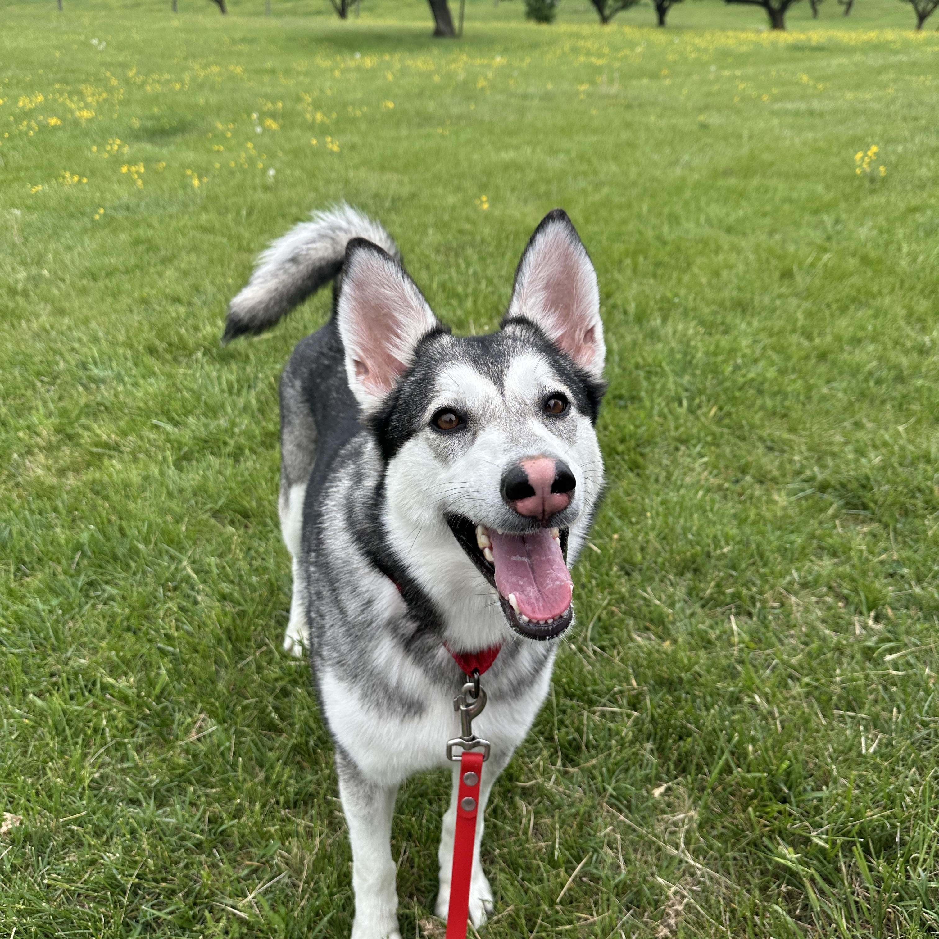 Violet, a Adoptable mixed breed in Gaithersburg, MD image 6/6
