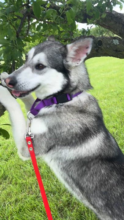 Enlarge Violet, a Adoptable mixed breed in Gaithersburg, MD video 4/6