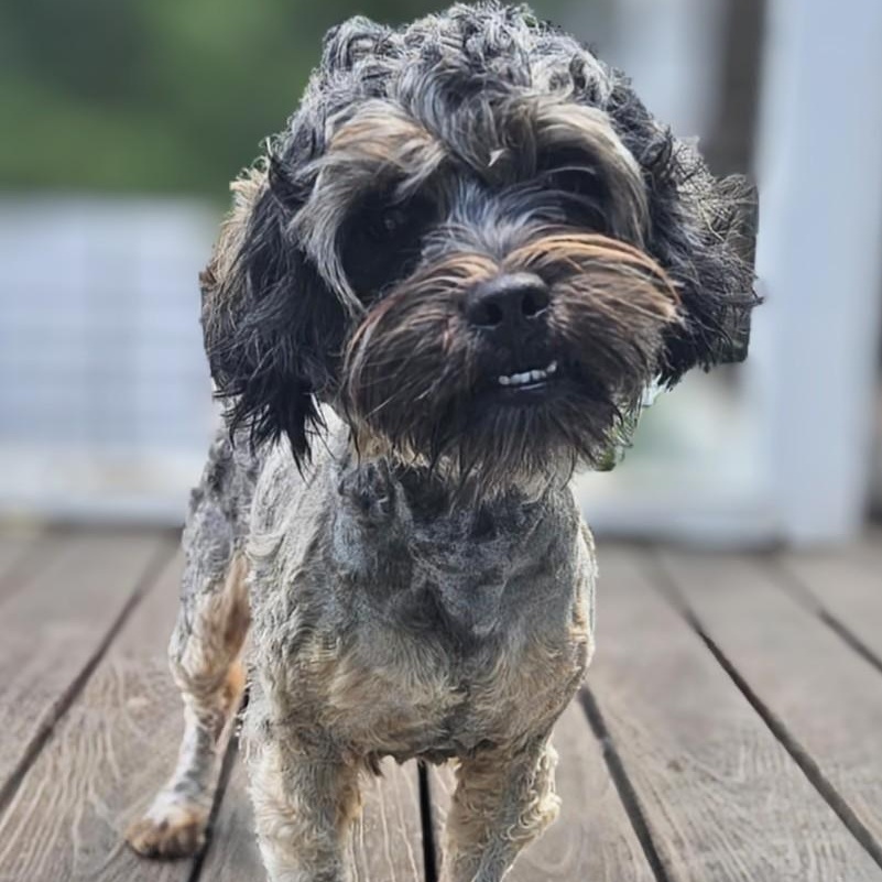 CT Dougie