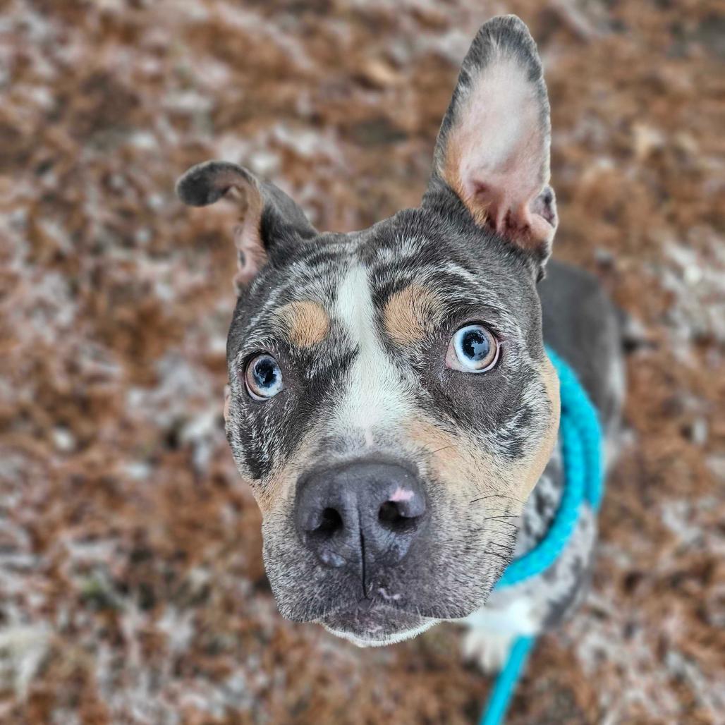 Enlarge River Raft, a Adoptable Mixed Breed in Davenport, IA image 1/6