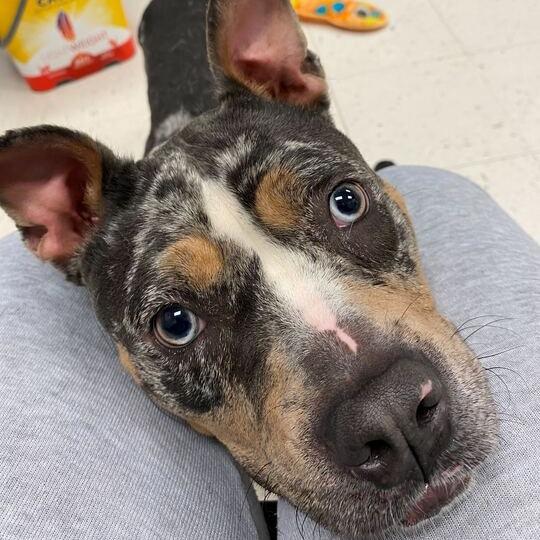 Enlarge River Raft, a Adoptable Mixed Breed in Davenport, IA image 4/6