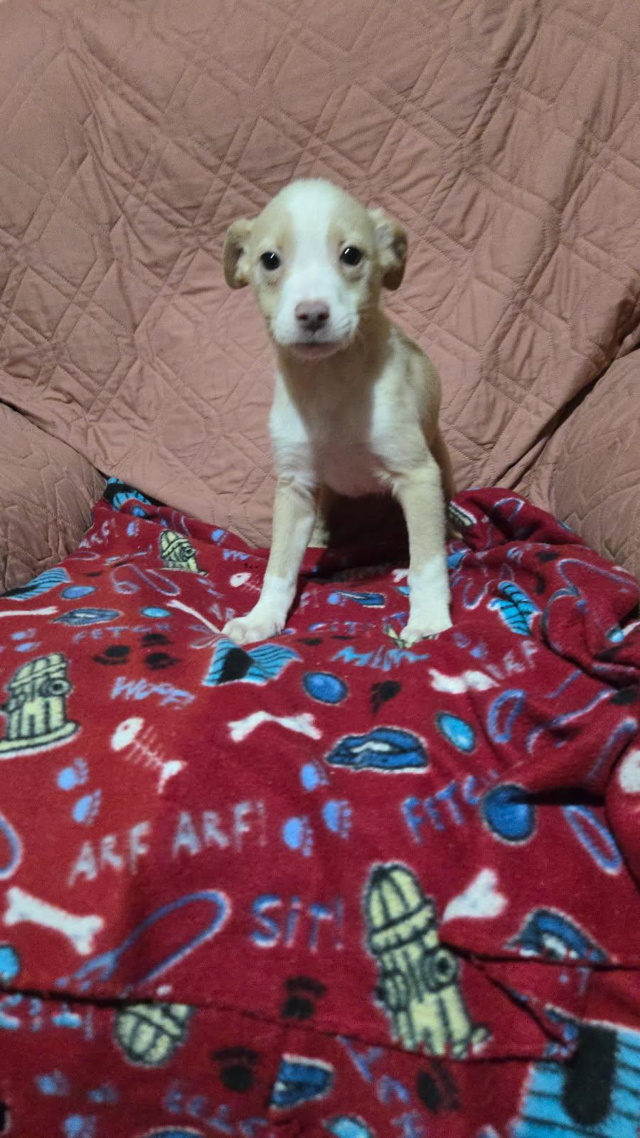 Enlarge Robin, a Adoptable mixed breed in New Britain, CT image 4/5