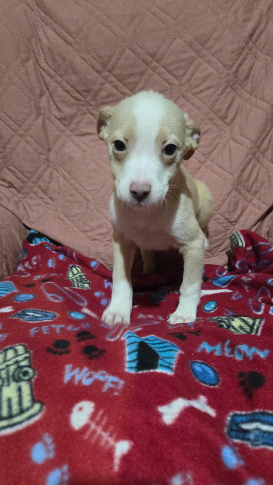 Enlarge Robin, a Adoptable mixed breed in New Britain, CT image 1/5