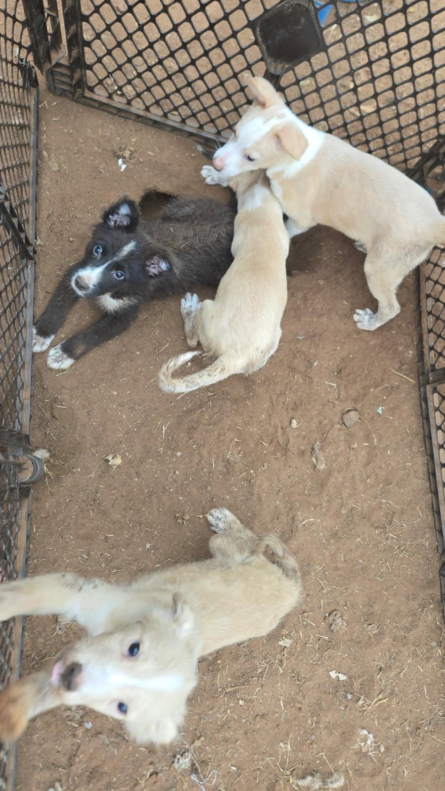 Enlarge Robin, a Adoptable mixed breed in New Britain, CT image 2/5