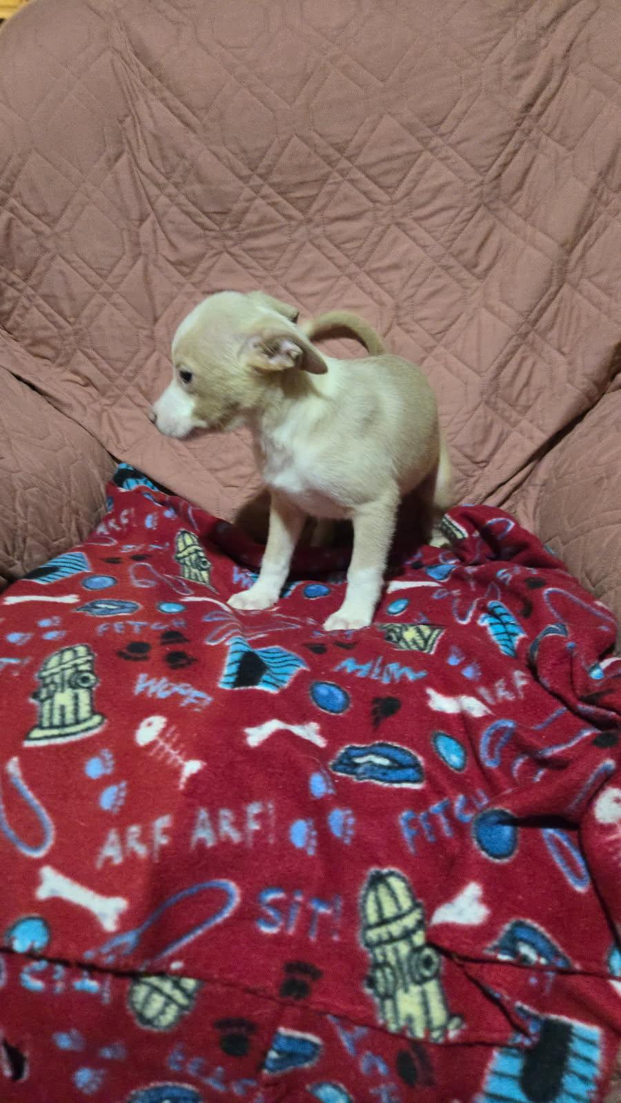 Enlarge Robin, a Adoptable mixed breed in New Britain, CT image 3/5