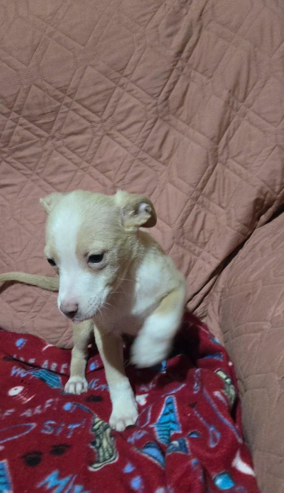 Enlarge Robin, a Adoptable mixed breed in New Britain, CT image 5/5