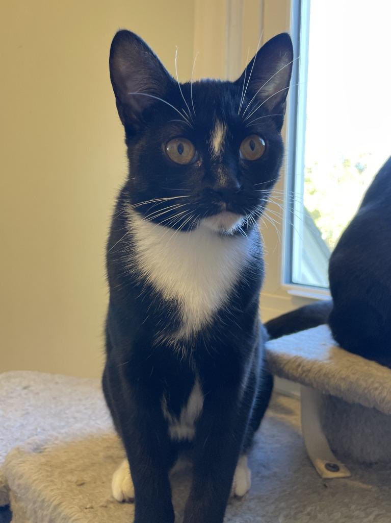 Enlarge Raindrop25, a Adoptable mixed breed in Youngsville, NC image 1/4