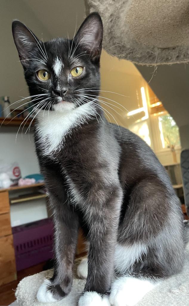 Raindrop25, a Adoptable mixed breed in Youngsville, NC image 1/4