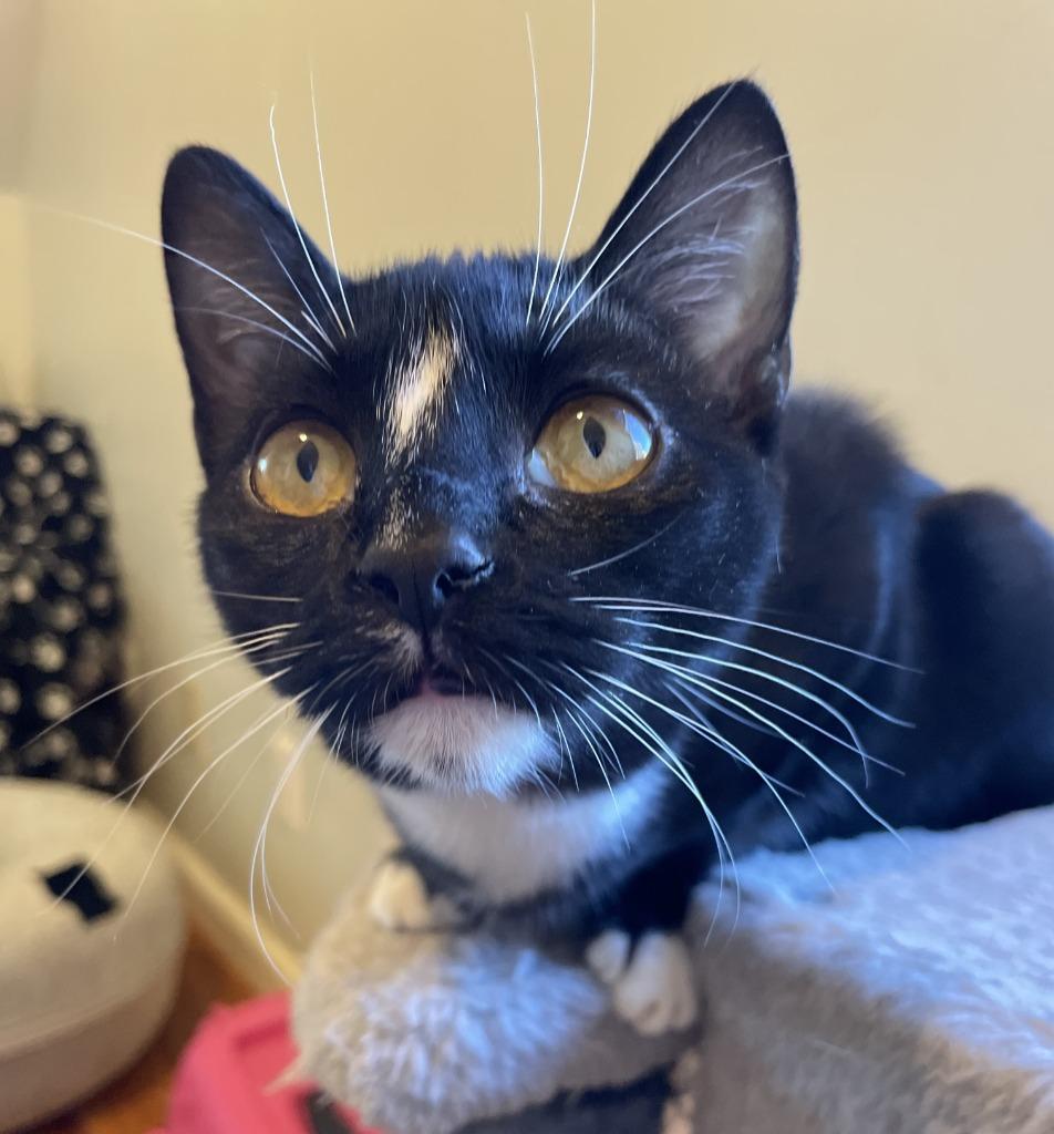 Enlarge Raindrop25, a Adoptable mixed breed in Youngsville, NC image 2/4