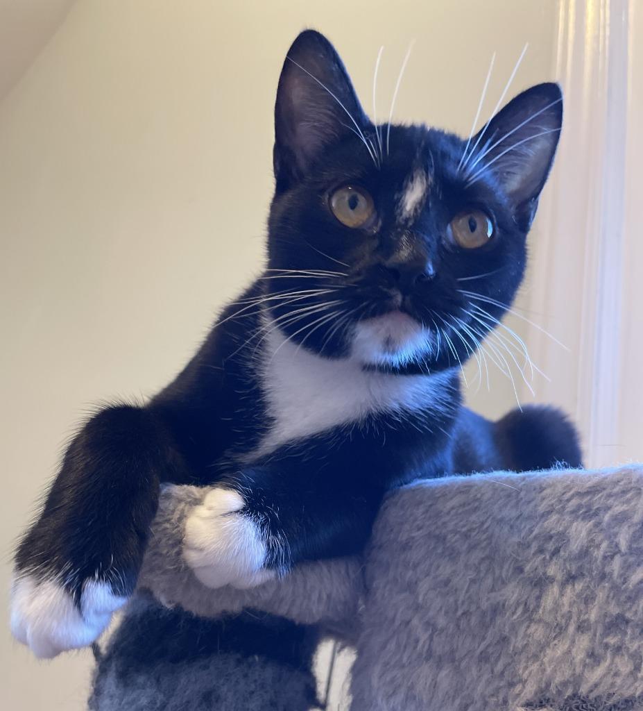 Enlarge Raindrop25, a Adoptable mixed breed in Youngsville, NC image 4/4