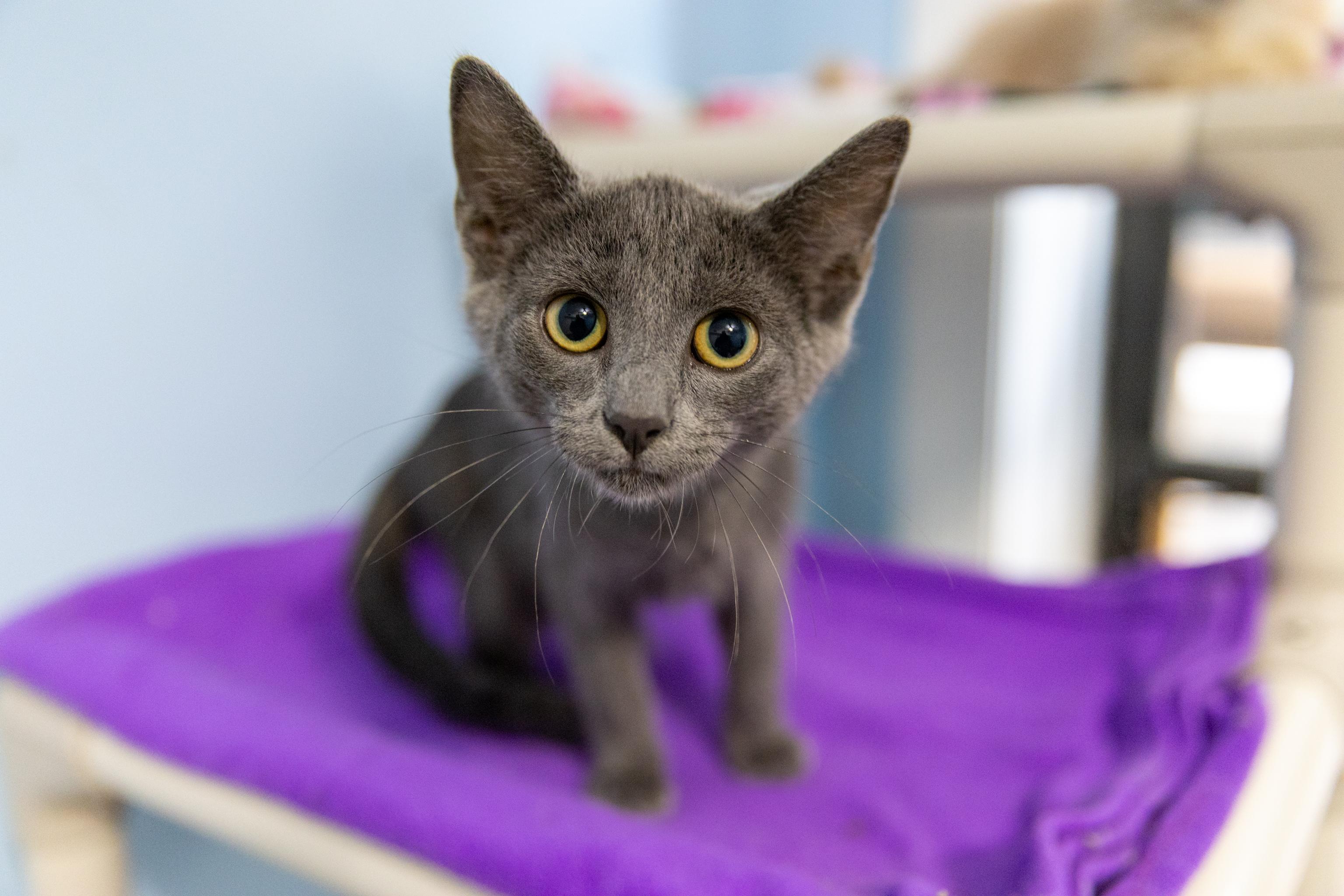 Enlarge Star, a Adoptable Russian Blue in Chicago, IL image 1/1