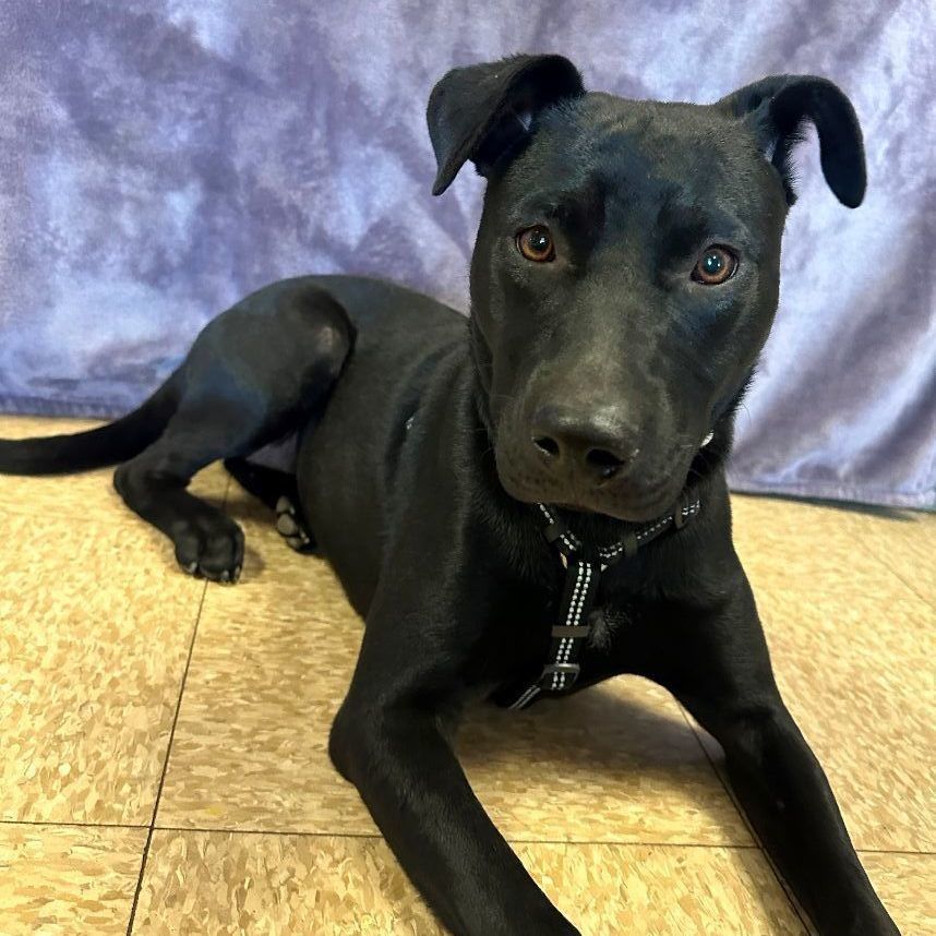 Maddie, Young Female Labrador Retriever