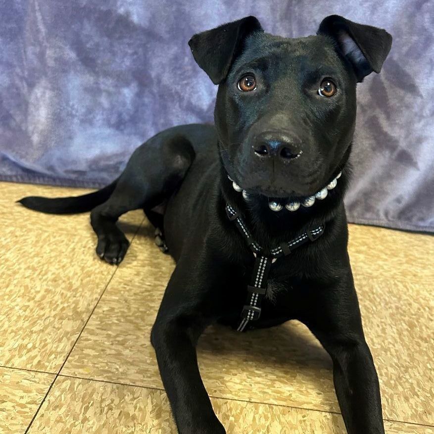 Maddie, a Adoptable mixed breed in Lodi, CA image 2/4