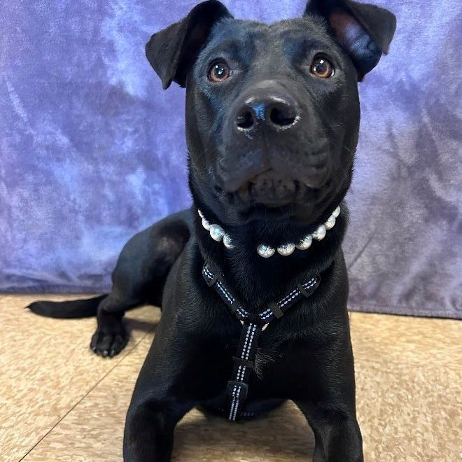 Maddie, a Adoptable mixed breed in Lodi, CA image 3/4