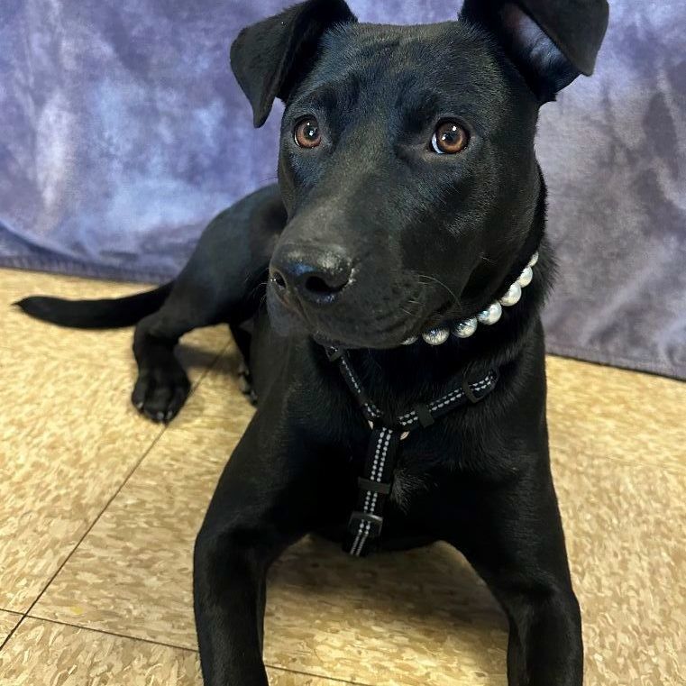 Maddie, a Adoptable mixed breed in Lodi, CA image 4/4