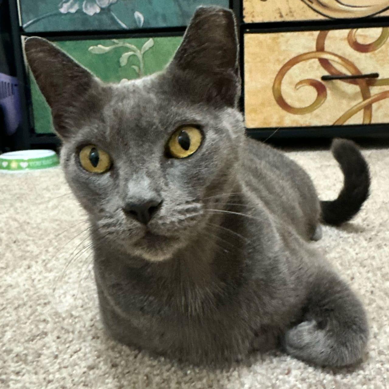 Meredith Grey, Adoptable, Adult Female Domestic Short Hair.